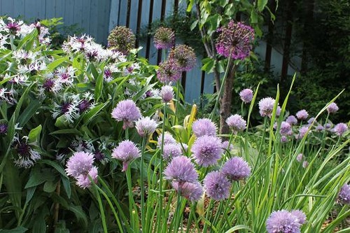 June2_chives_centaurea