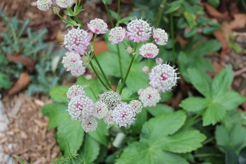 Aug31_astrantiaRC