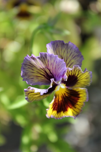 Aug21_pansy
