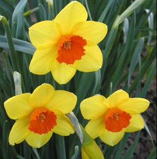 MissouriCuppedNarcissi
