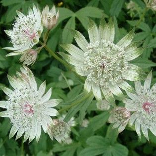 astrantiaSample