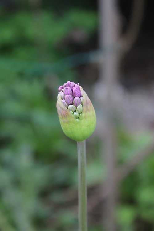 May19_allium3