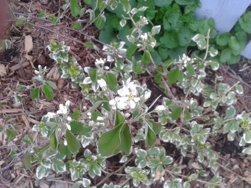 May13_serviceberry