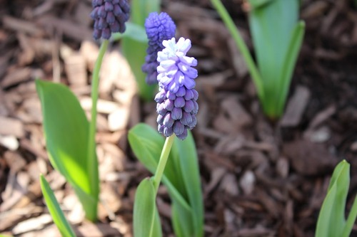 May11_muscari2