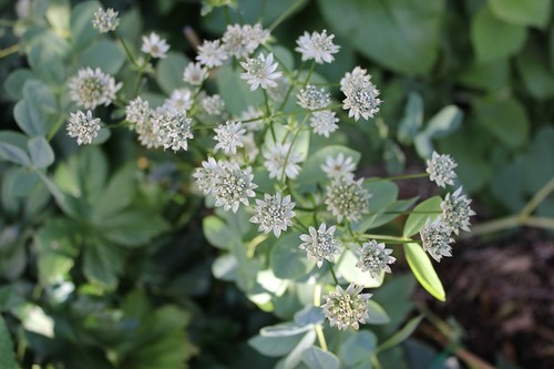Sept7_astrantiaSB