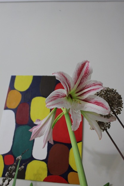 Dec13_amaryllis