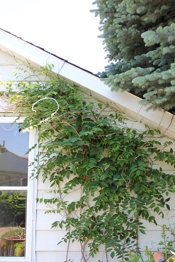 June6_wisteria