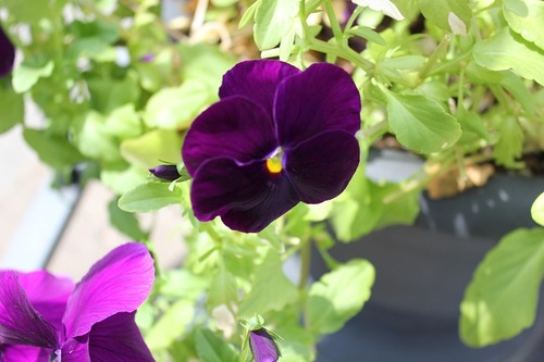 July27_pansies2
