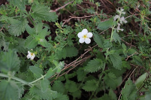 June_10_potentilla1