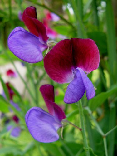 sweet pea matucana