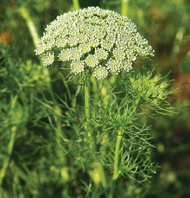 ammi
