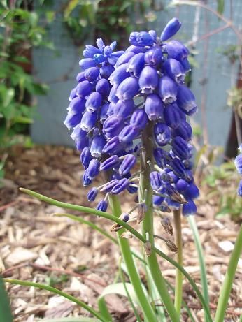 Apr28_muscari