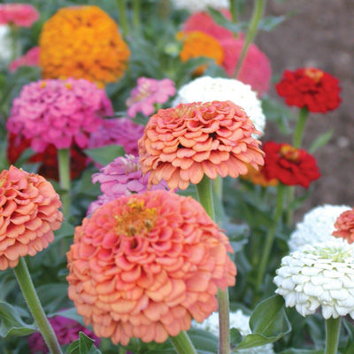 Oklahoma Mix Zinnia