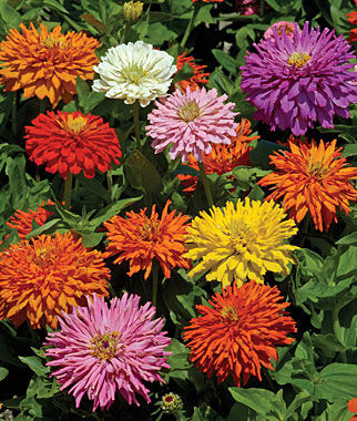 Burpee Cactus Hybrids Mix