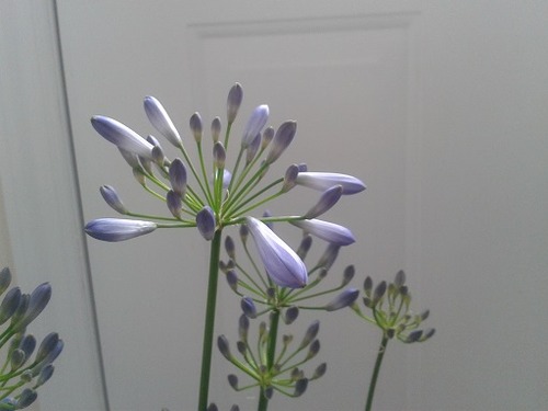 agapanthus2