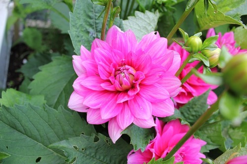July5_db2