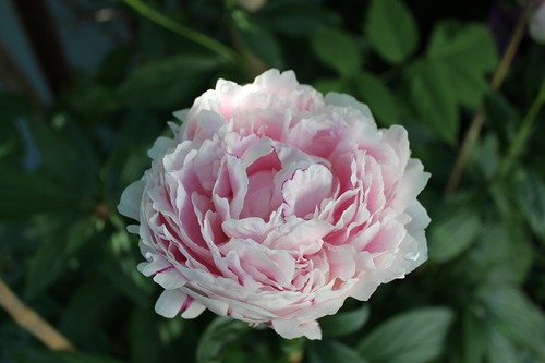 June22_peony2S