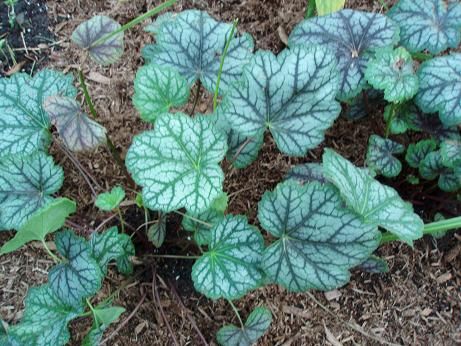 heuchera_july17