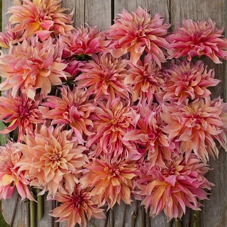 Floret_Dahlia_Labrynth_670B7536_768x