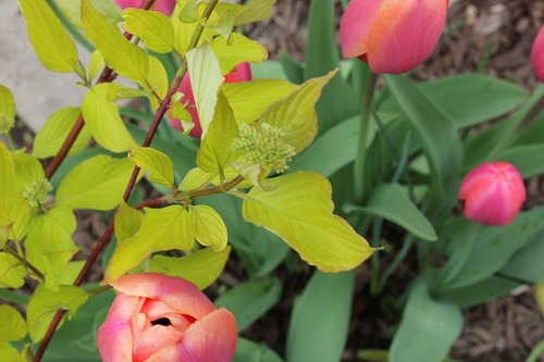 May16_tulips2
