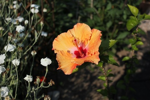 July18_hibiscus