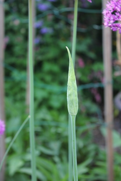 May27_allium1
