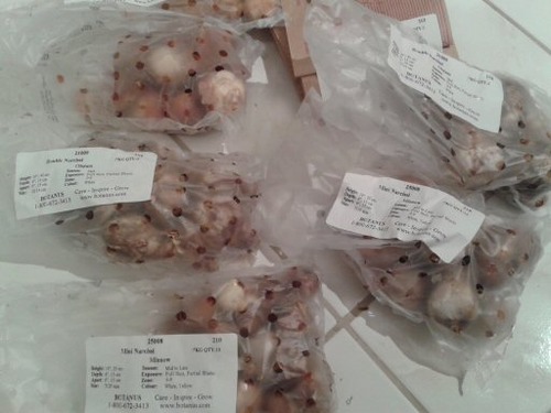 bulbs