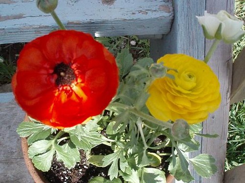 ranunculus