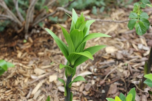 May16_lily