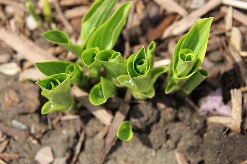 May7_hosta2