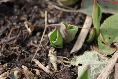 Mar12_tulips