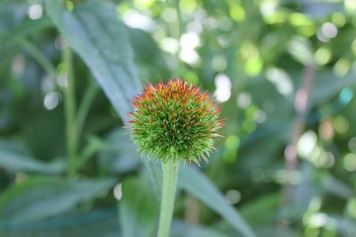 July27_echinacea3