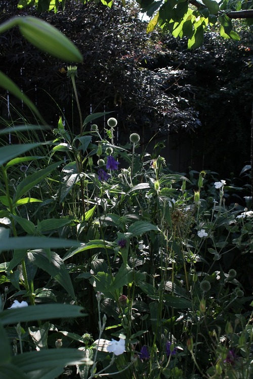 July14_ (10)