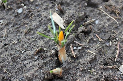 April14_crocus