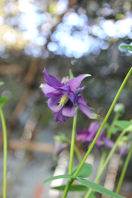 May29_aquilegia2