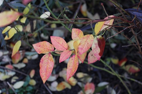 Nov1_blueberry