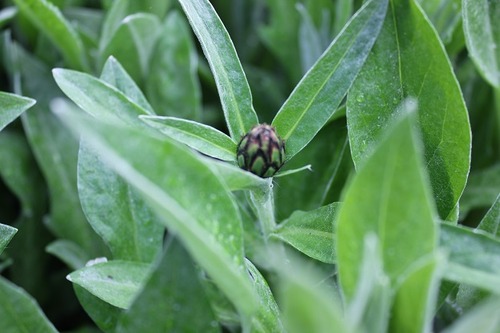 May10_centaurea