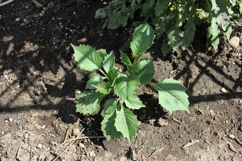 June1_dahlia