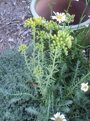 June23_sedum
