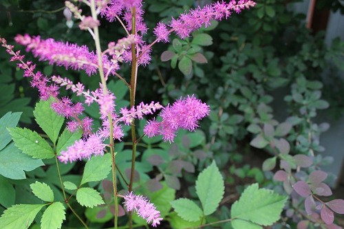 June27_astilbe2