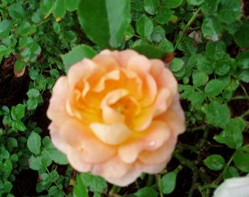 roseJune24