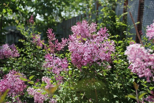 June1_dl2