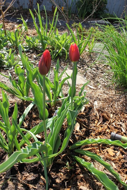 May11_tulipsOrange