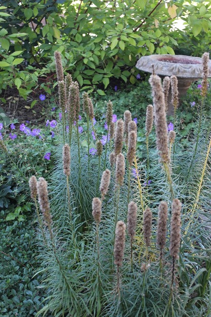 Oct10_liatris