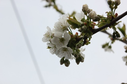 Apr29_ct2