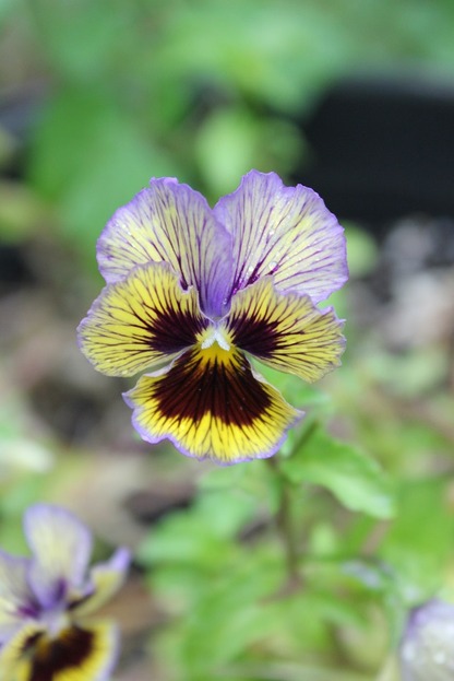Sept17_pansy