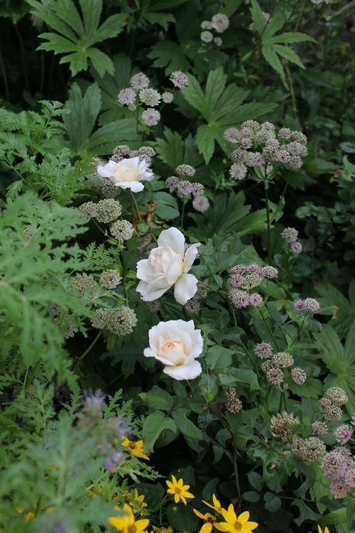 July23_ (5)