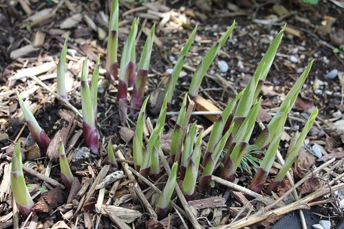 May7_hosta1