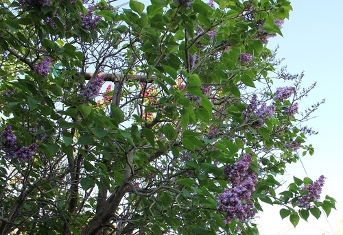 May17_lilac2