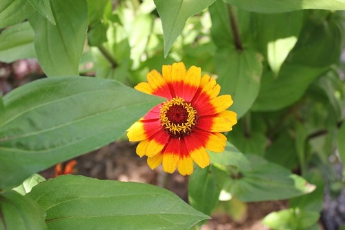 Sept28_zinnia2